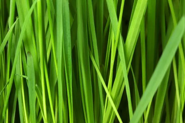 10 Interesting Facts about Turf You Never Knew