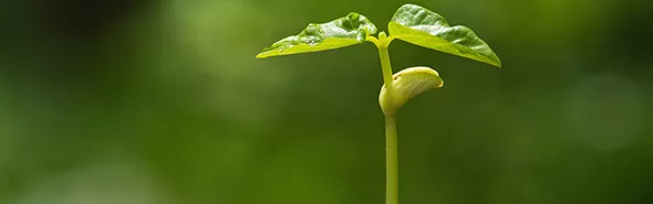 Green sprout growing from seed