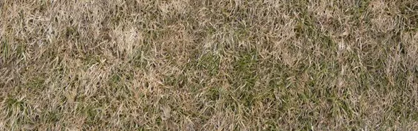 stop dry patches in summer