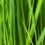 10 Interesting Facts about Turf You Never Knew